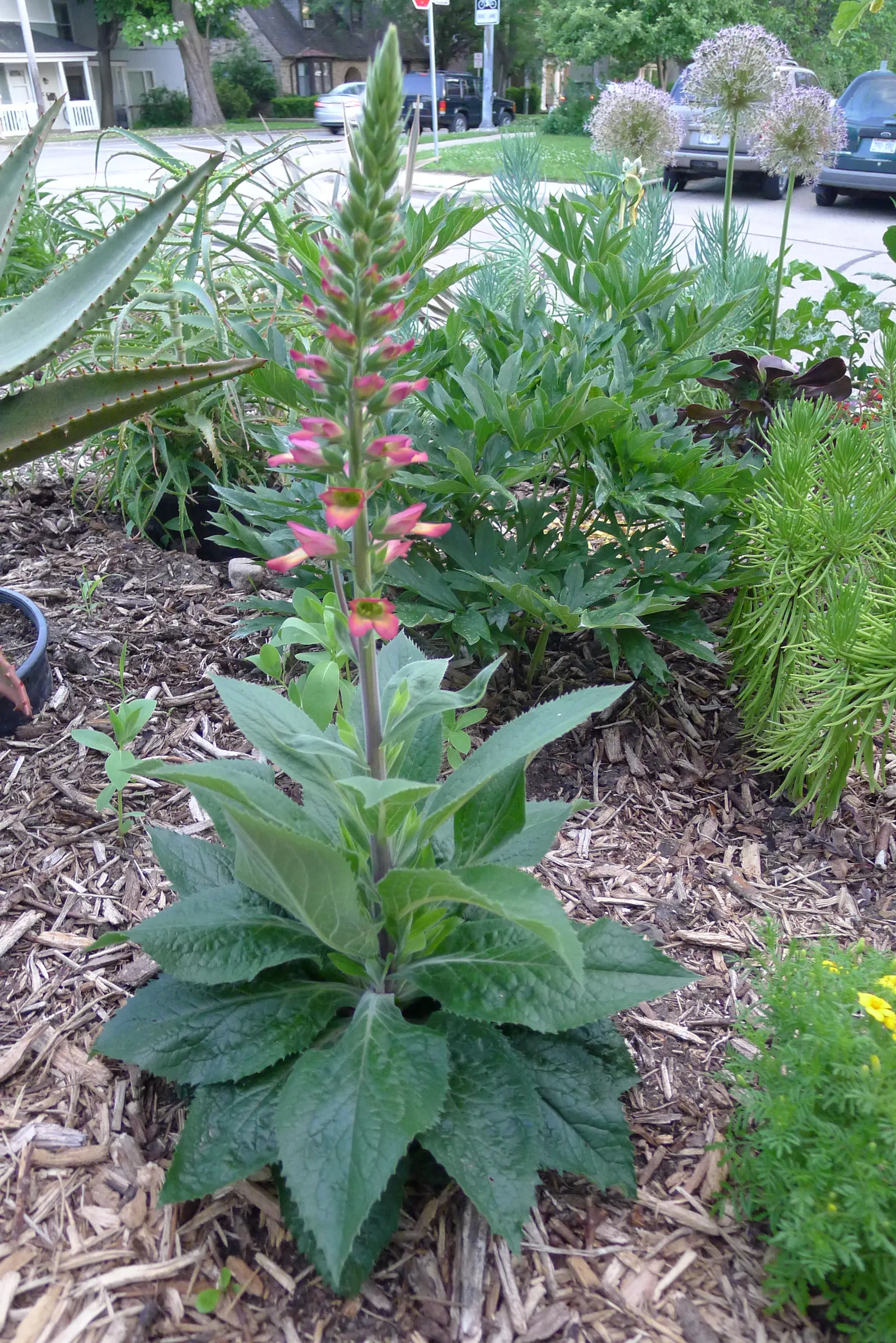 Illumination Foxglove (Digiplexis Illumination 'Flame') — showcases vibrant peach-to-crimson blooms on stately spikes up to 36 inches tall