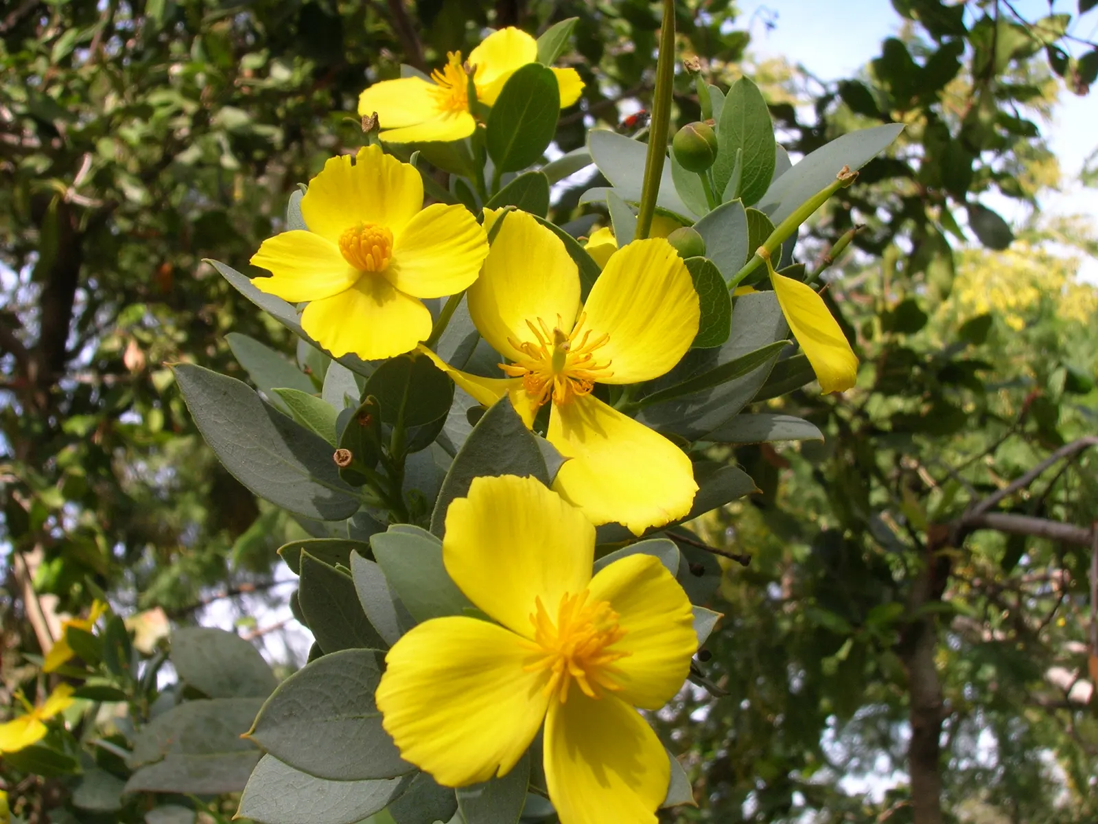 Island Bush Poppy (Dendromecon Harfordii) — This species boasts silvery-green foliage and large, vivid yellow poppy flowers in spring and summer
