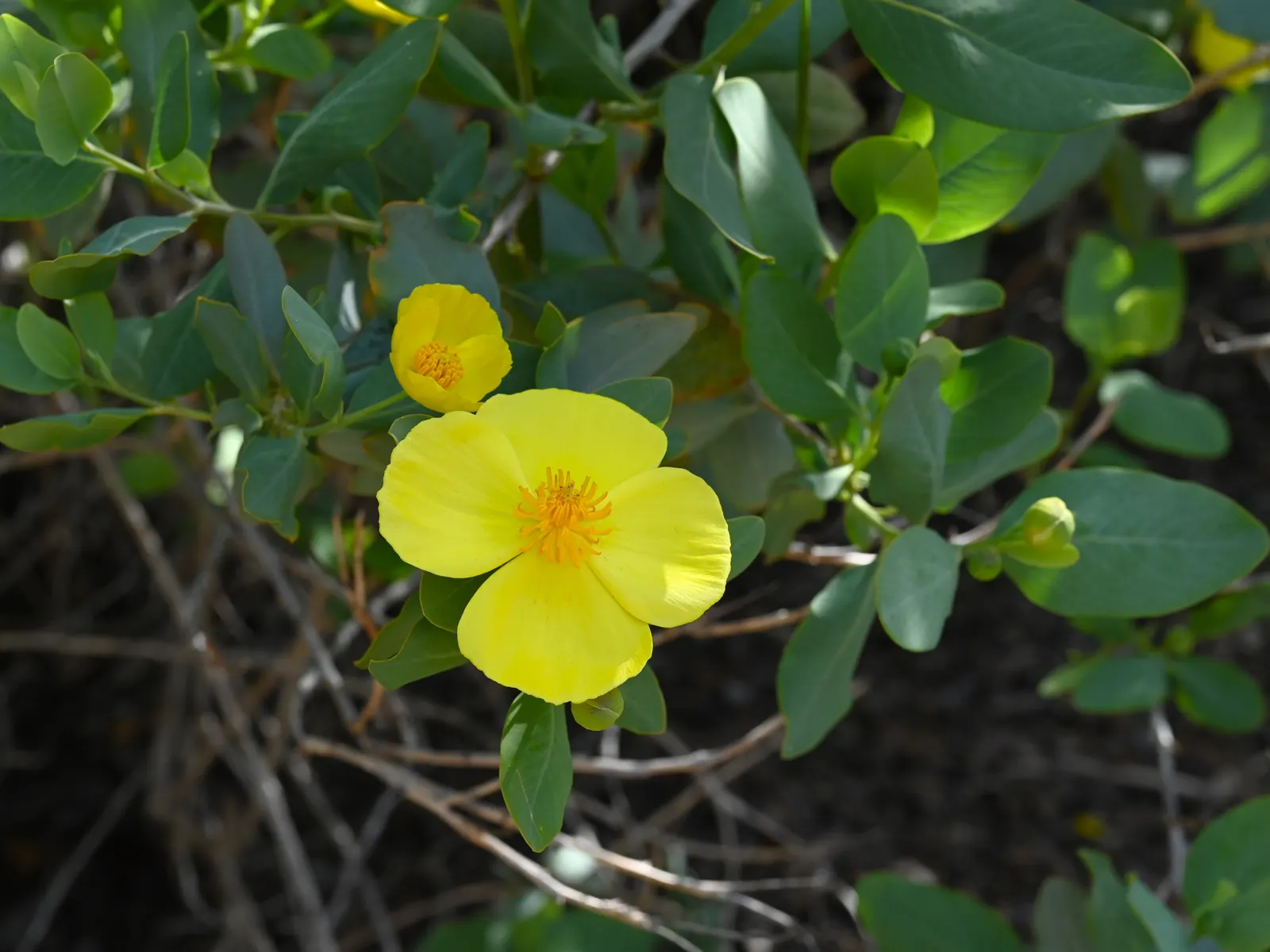 Island Bush Poppy (Dendromecon Harfordii) — the Island Bush Poppy thrives in well-draining soils