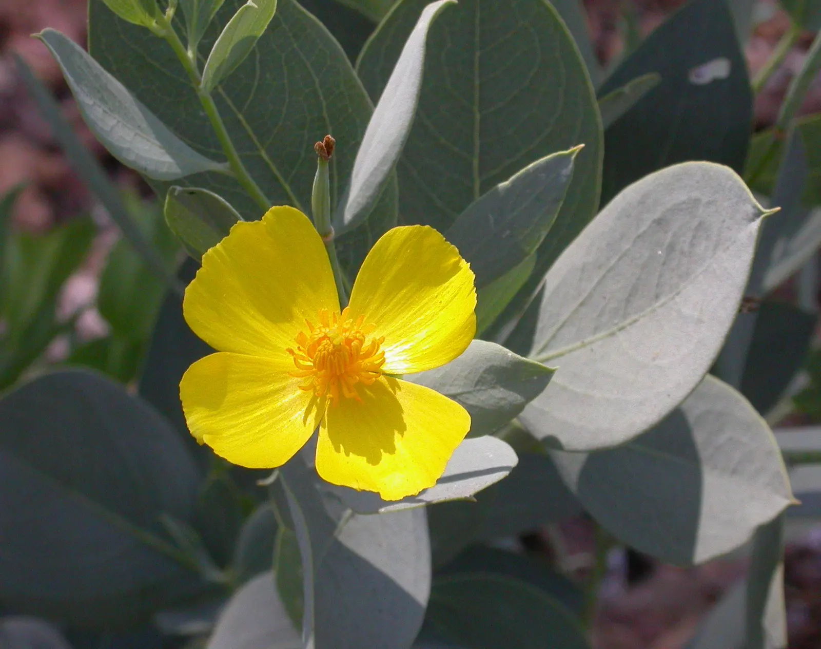 Island Bush Poppy (Dendromecon Harfordii) — adding a vibrant component to xeriscaped gardens