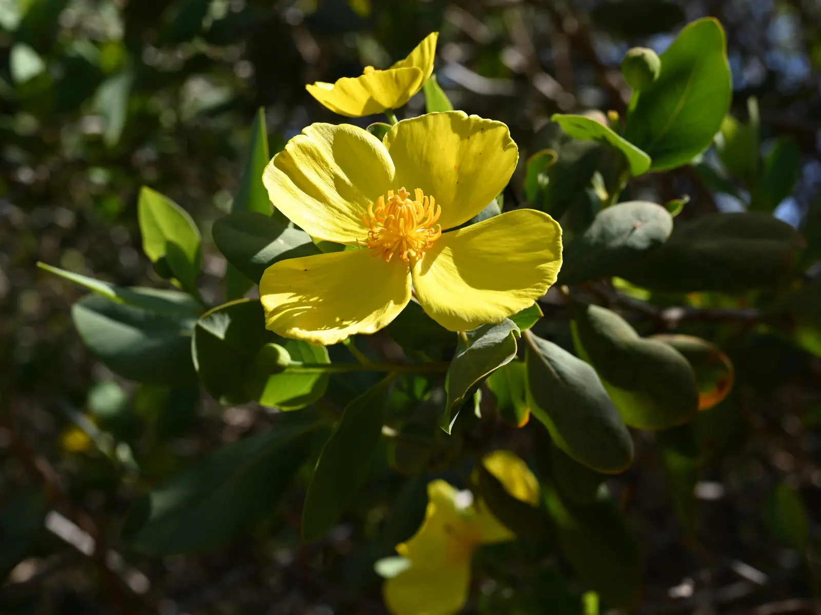 Island Bush Poppy (Dendromecon Harfordii) — is a showy evergreen shrub endemic to California's Channel Islands
