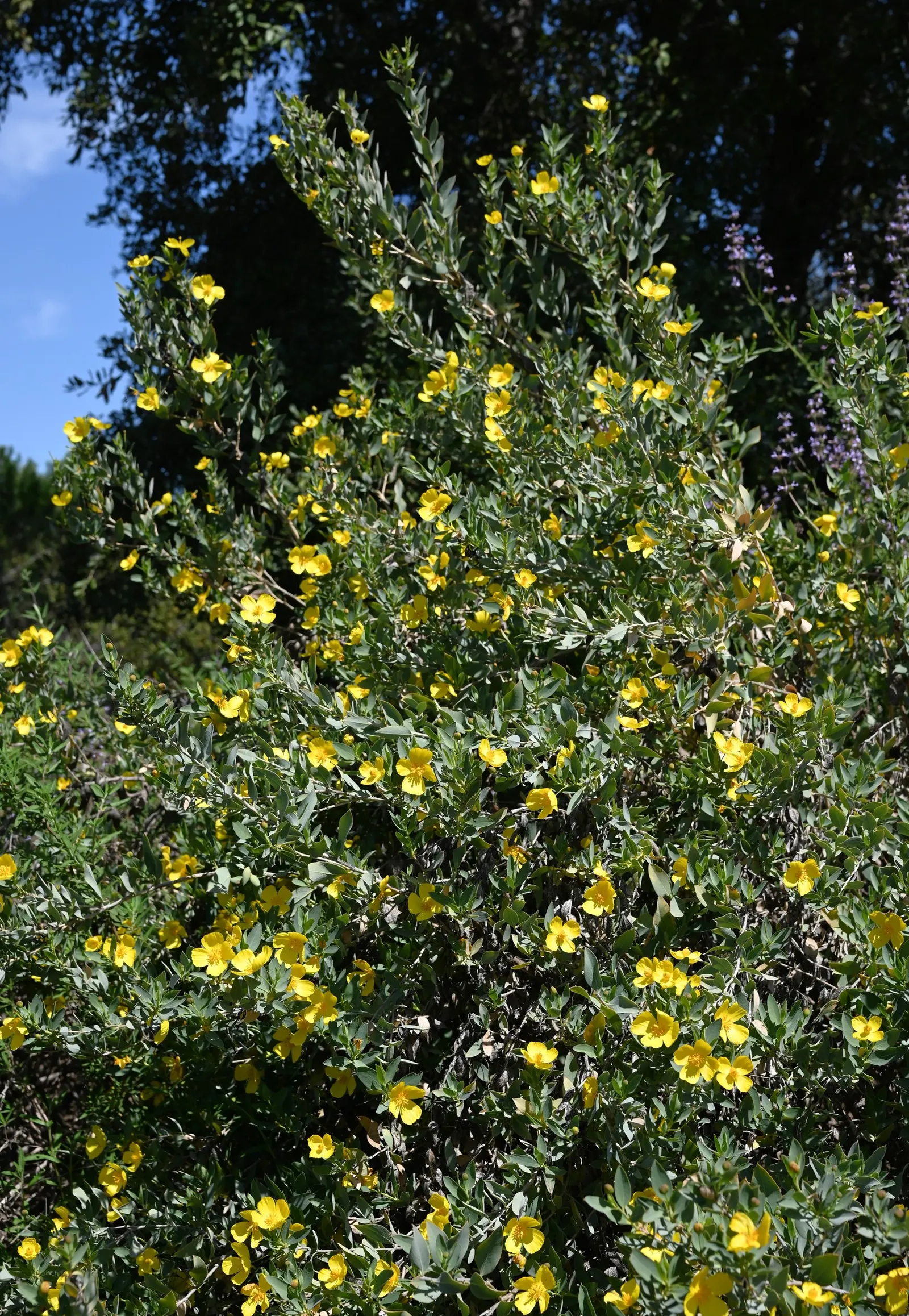 Island Bush Poppy (Dendromecon Harfordii) — approximately 2 to 3 inches in diameter