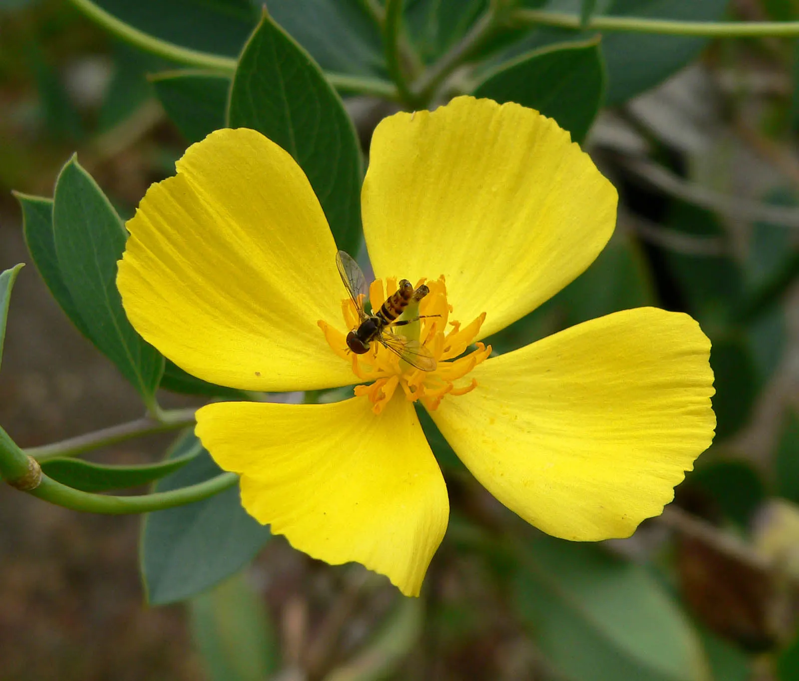 Island Bush Poppy (Dendromecon Harfordii) — emerge throughout spring and summer