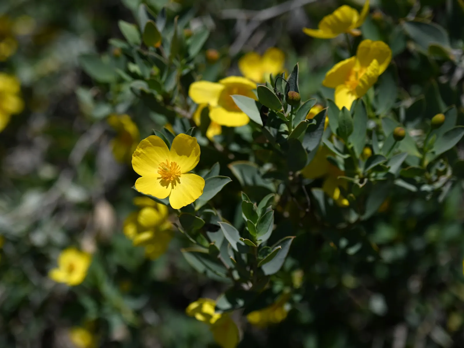 Island Bush Poppy (Dendromecon Harfordii) — the Island Bush Poppy will delight your client with its resilience and year-round interest