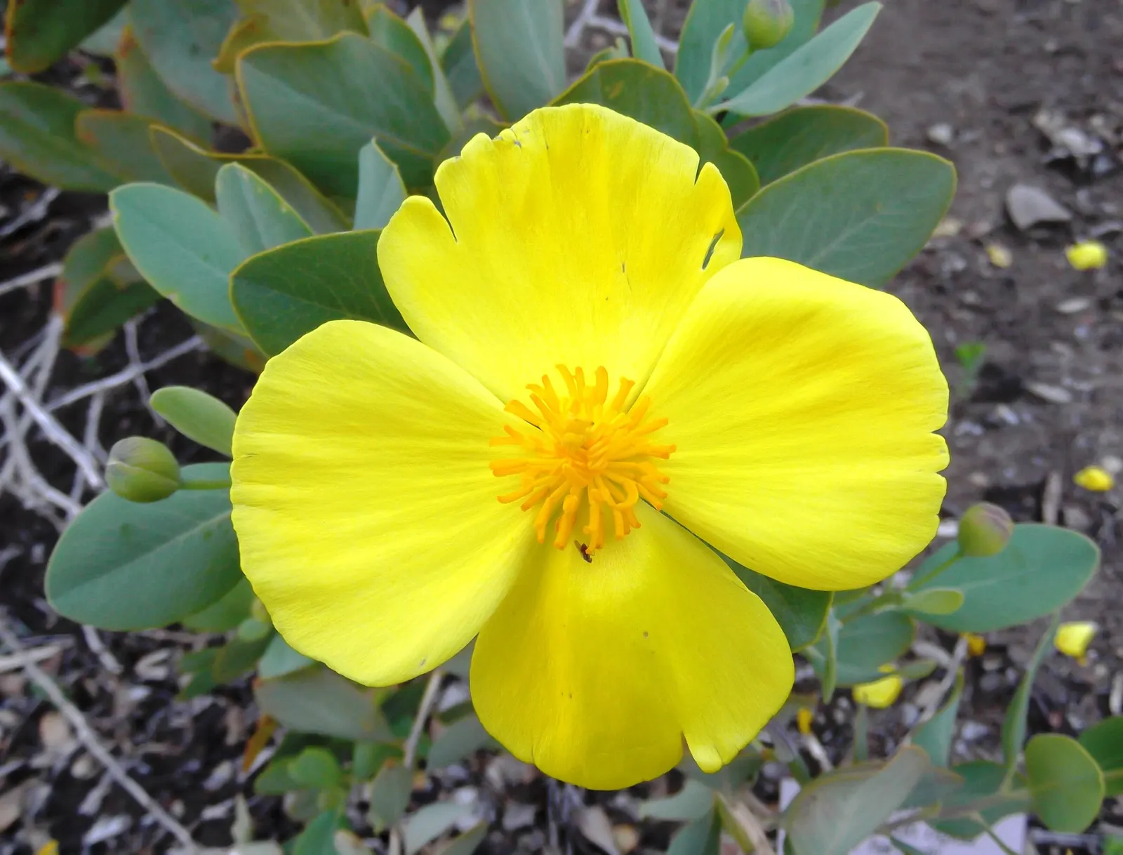 Island Bush Poppy (Dendromecon Harfordii) — Its tolerance for salt spray also suits coastal environments.<br><br>For the landscape designer