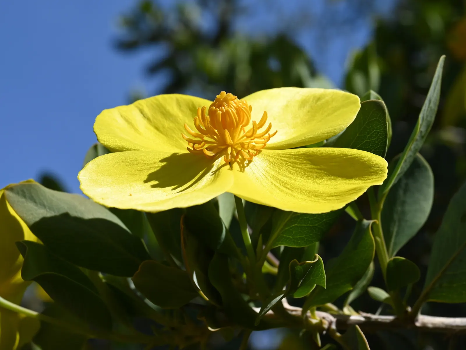 Island Bush Poppy (Dendromecon Harfordii) — It reaches up to 8 feet tall and spreads up to 6 feet wide