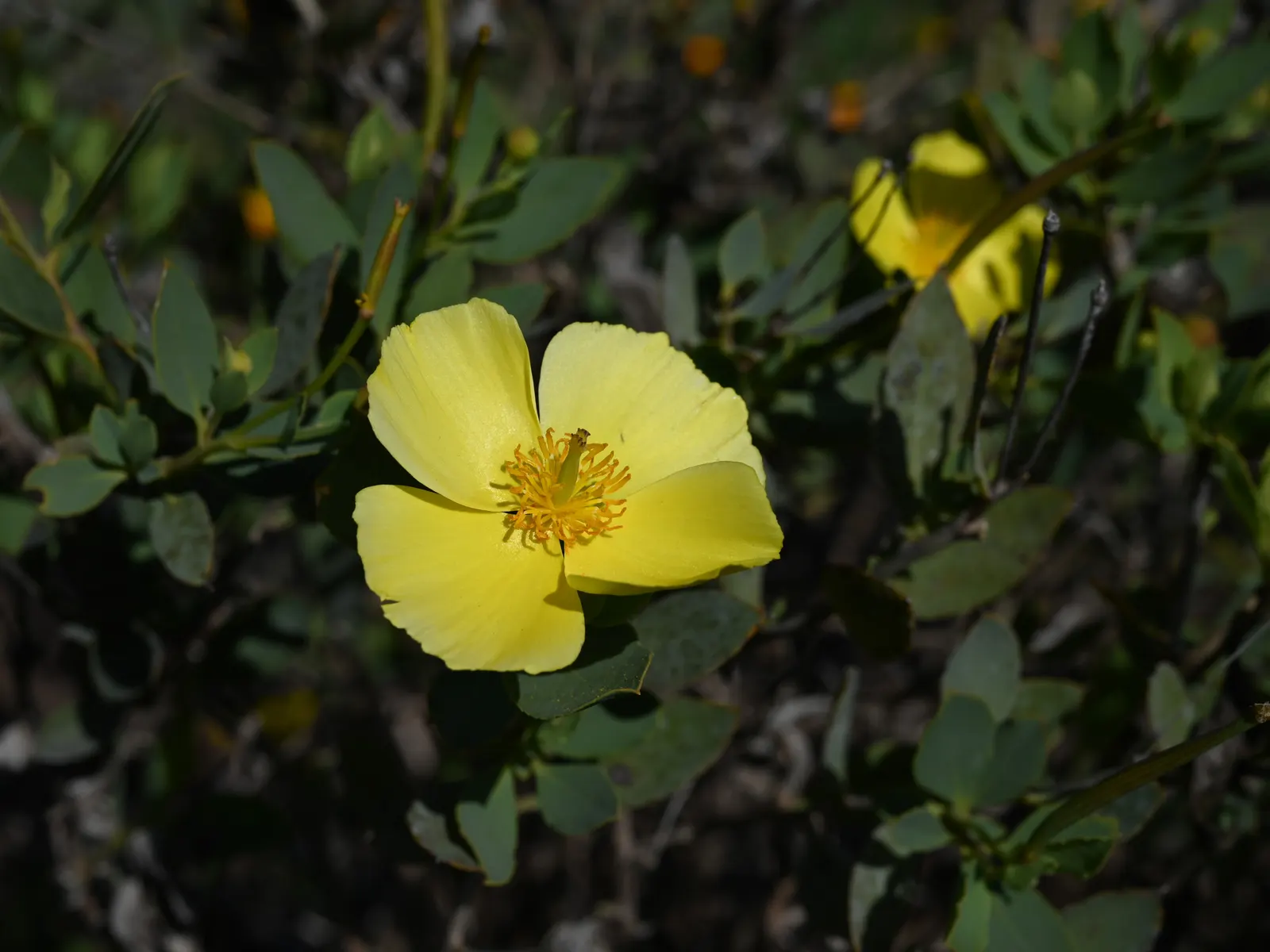 Island Bush Poppy (Dendromecon Harfordii) — scientifically known as Dendromecon harfordii