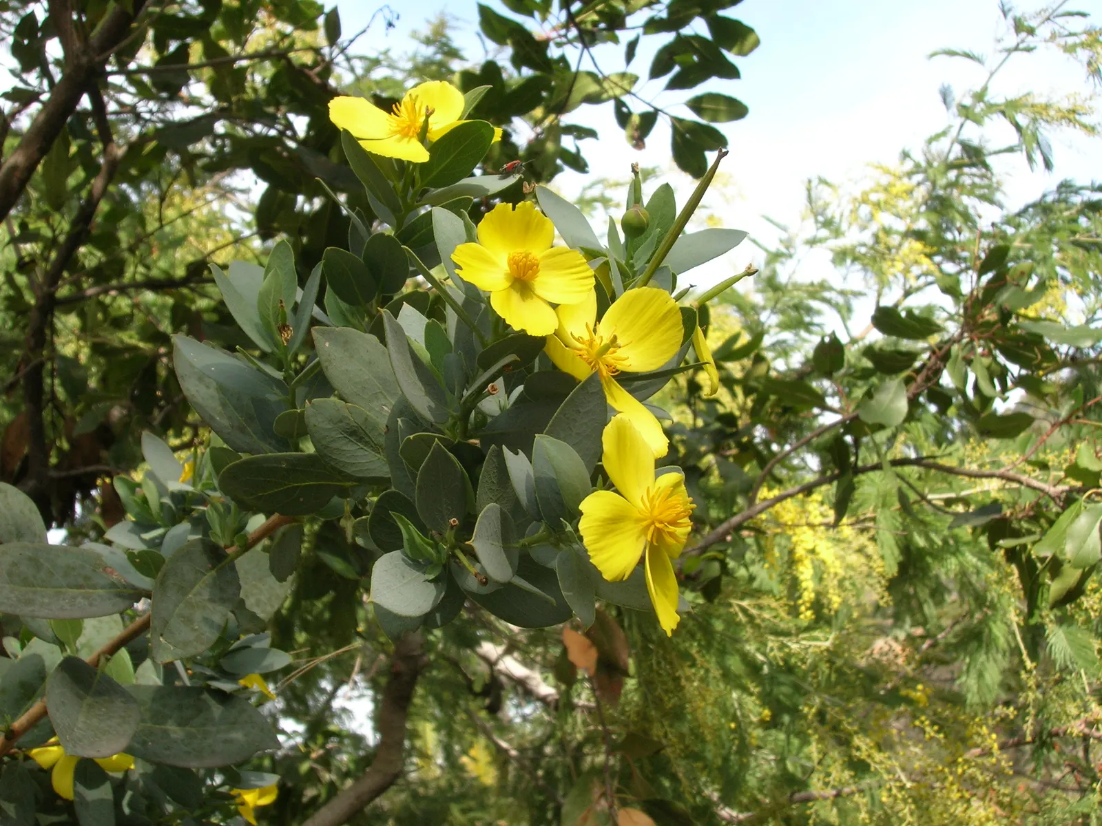Island Bush Poppy (Dendromecon Harfordii) — silvery-green foliage and vibrant yellow flowers
