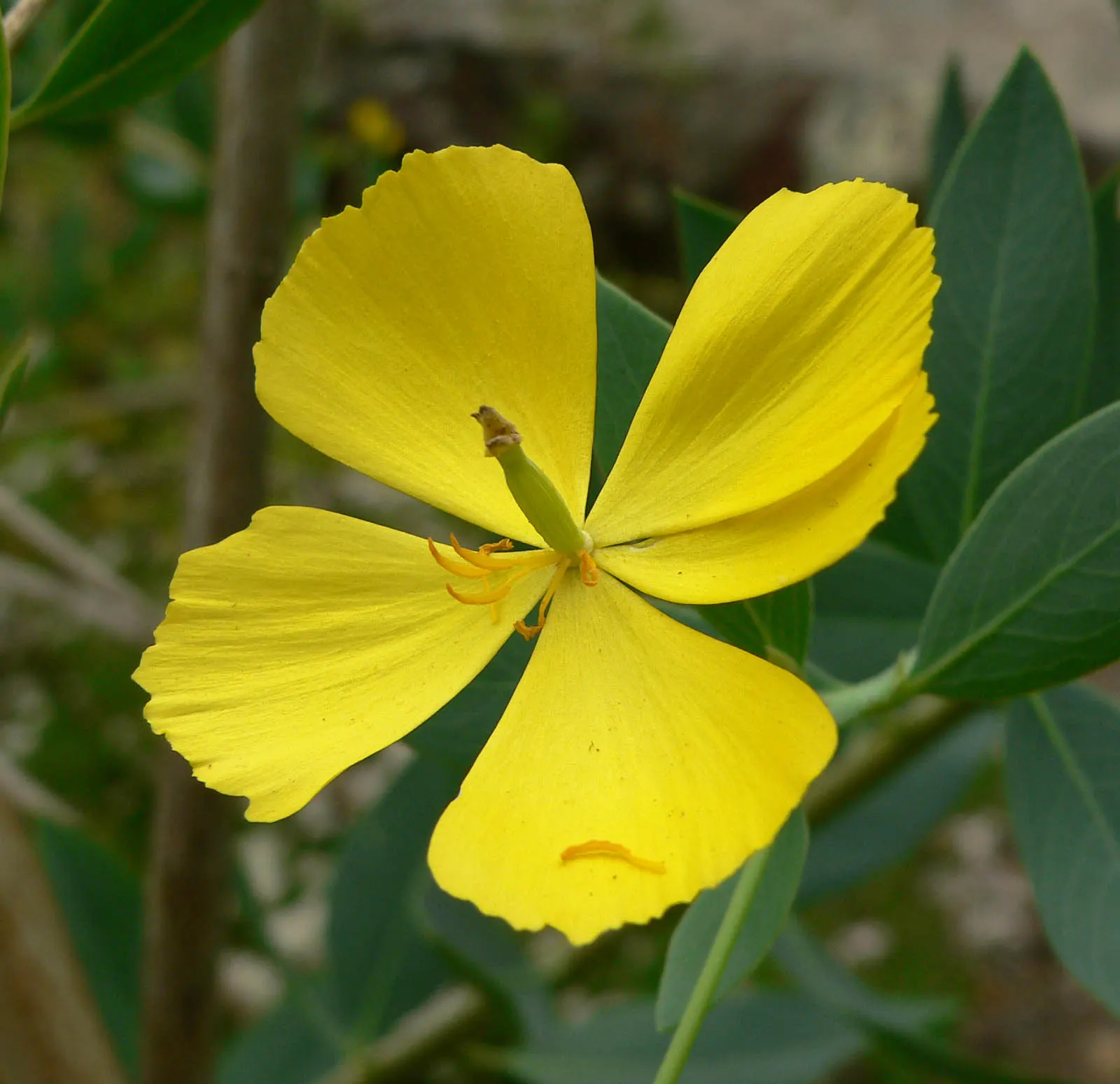 Island Bush Poppy (Dendromecon Harfordii) — is a captivating evergreen shrub native to the Channel Islands off the coast of California