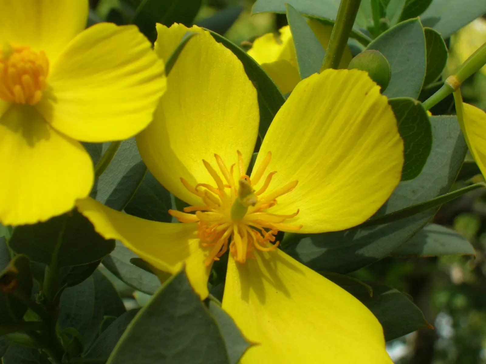Island Bush Poppy (Dendromecon Harfordii) — Preferring full sun and well-drained soil