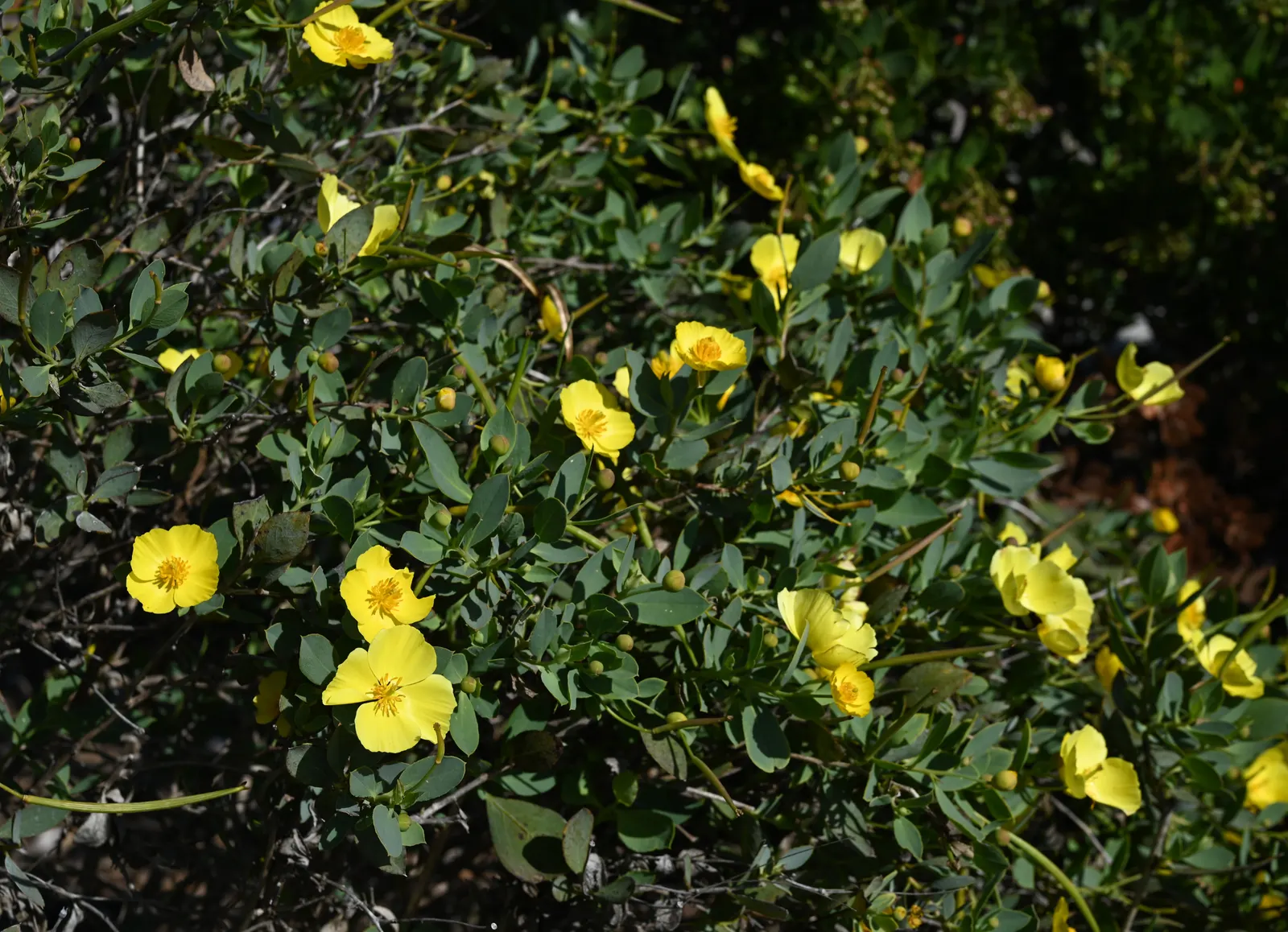 Island Bush Poppy (Dendromecon Harfordii) — it thrives in USDA zones 7-10 and is drought-tolerant once established