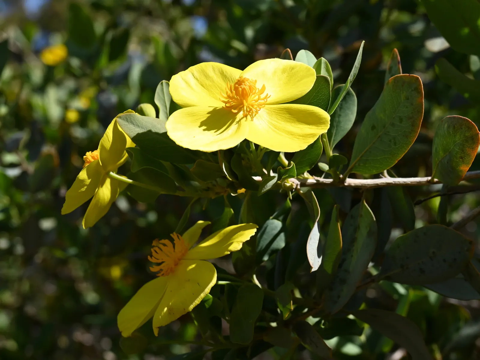 Island Bush Poppy (Dendromecon Harfordii) — attracting pollinators like bees and butterflies.<br><br>With a preference for full sun exposure