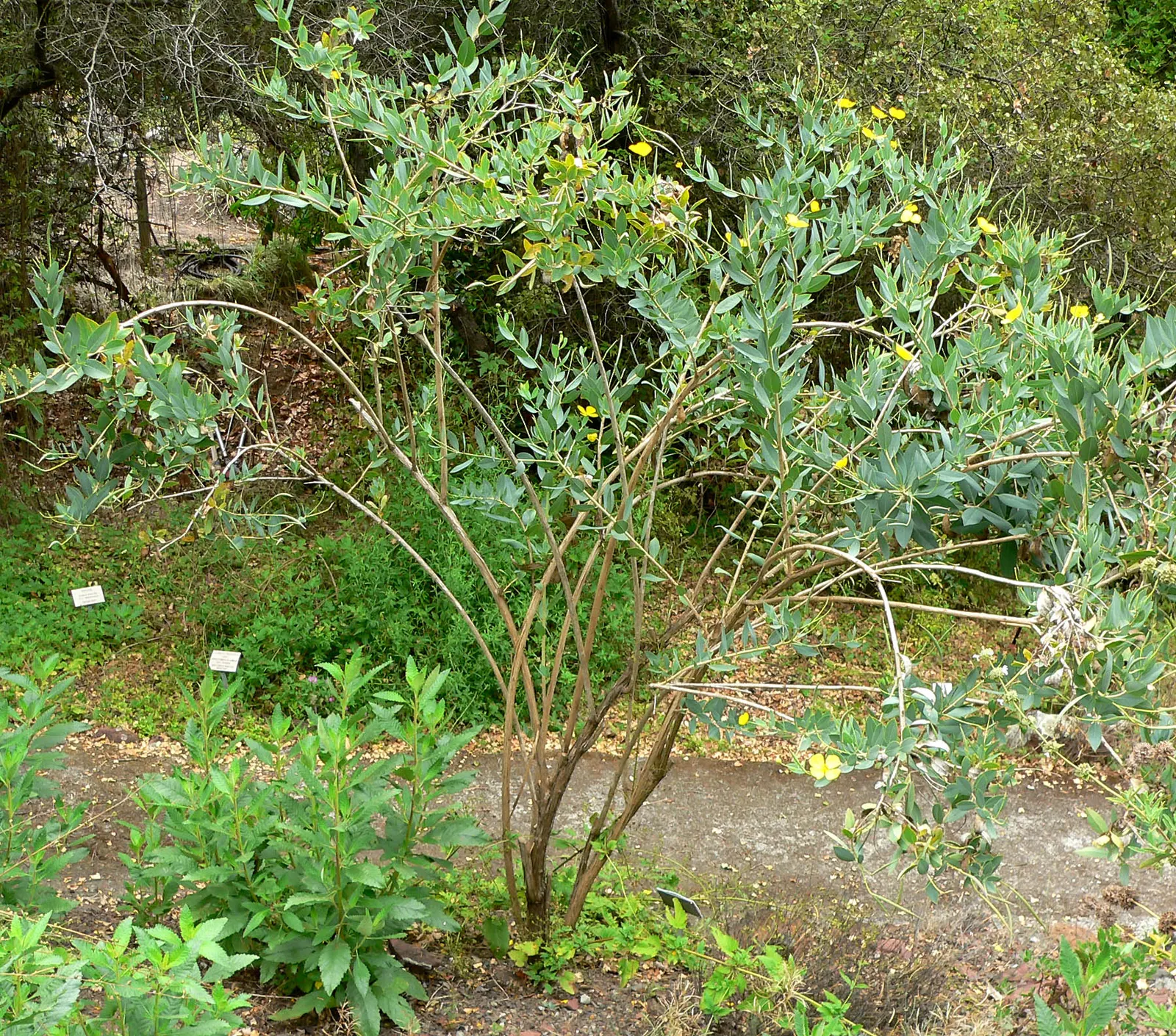 Island Bush Poppy (Dendromecon Harfordii) — offering a robust silhouette