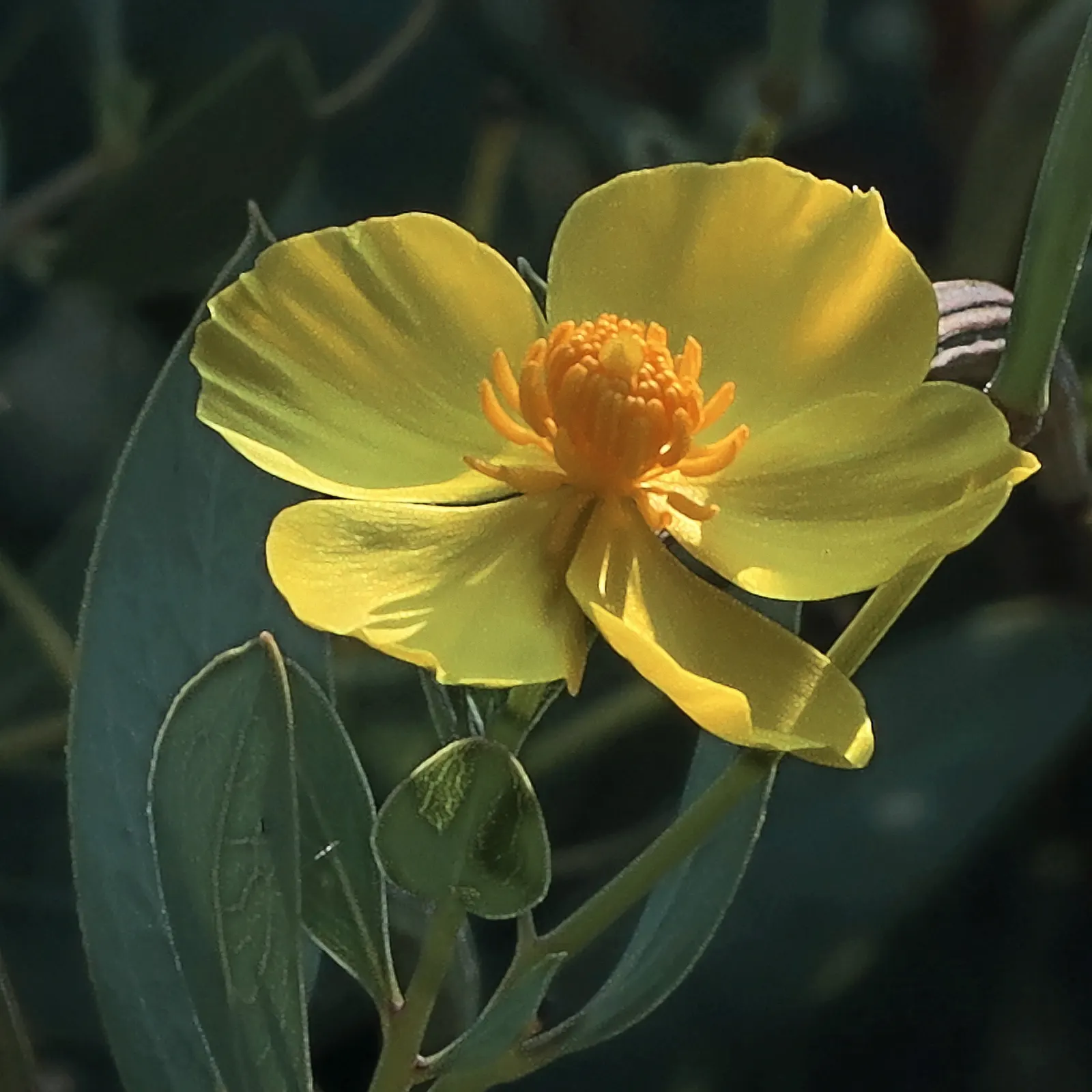 Island Bush Poppy (Dendromecon Harfordii) — Maintenance is minimal, occasional pruning may encourage denser growth