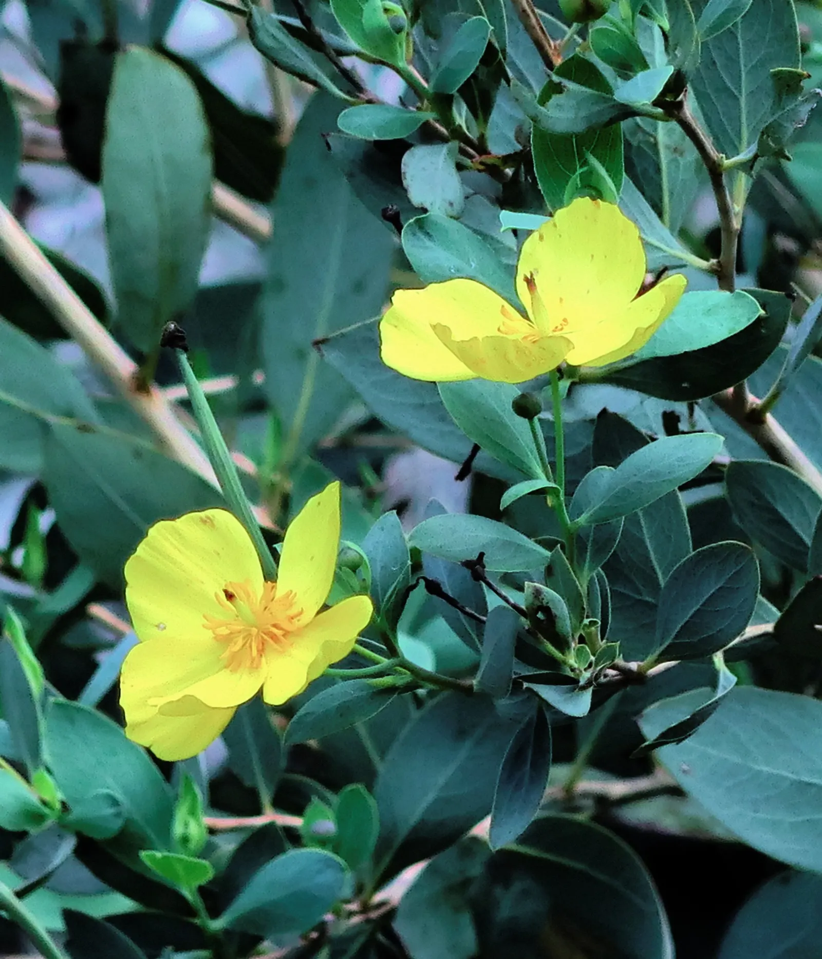 Island Bush Poppy (Dendromecon Harfordii) — measuring 2 to 4 inches long