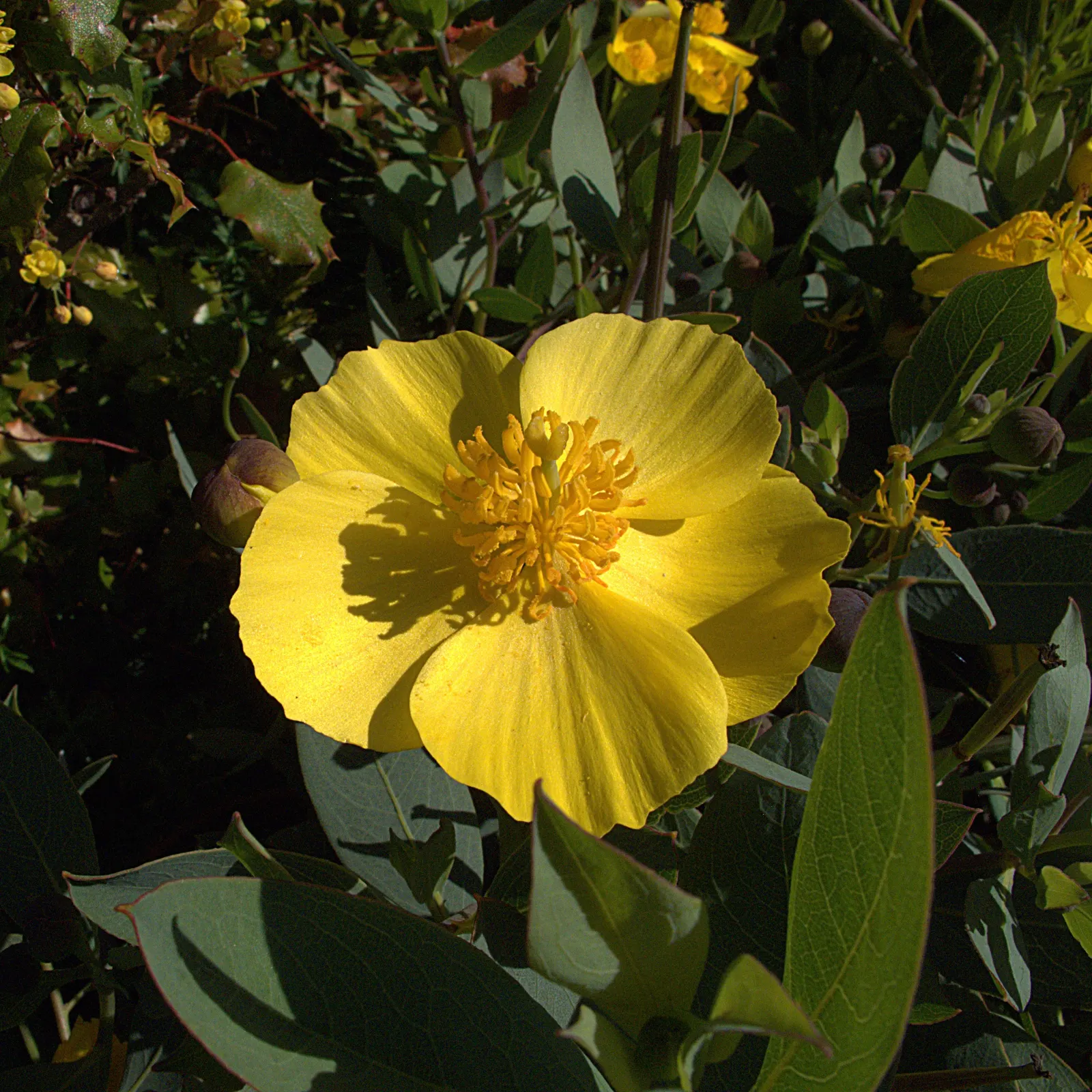 Island Bush Poppy (Dendromecon Harfordii) — provide an elegant backdrop to the bright