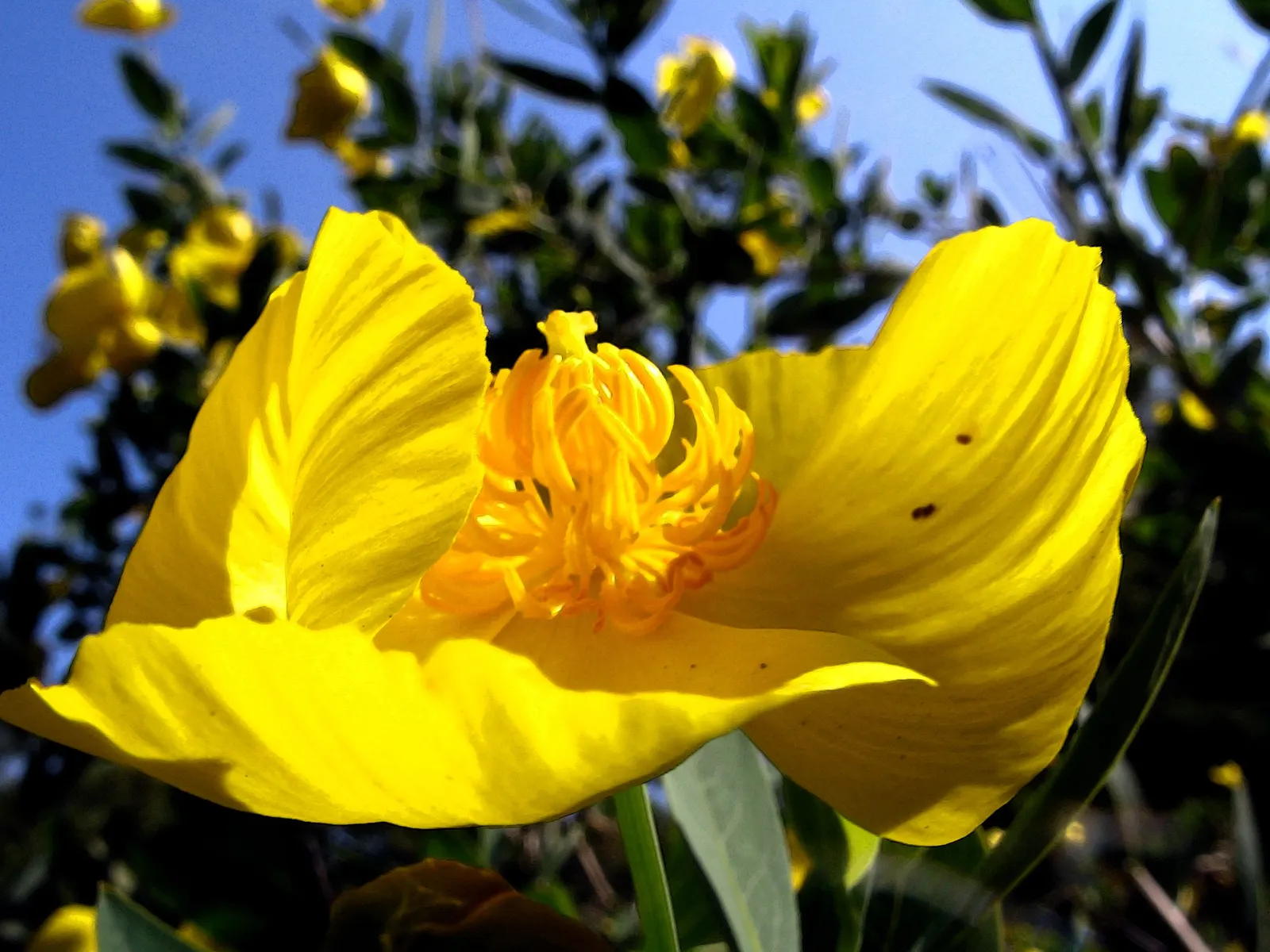 Island Bush Poppy (Dendromecon Harfordii) — incorporating this shrub can create a dramatic focal point or an effective screen