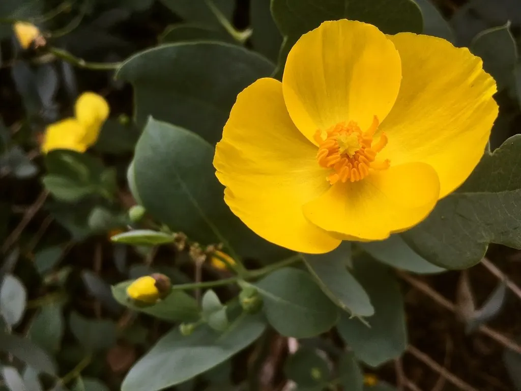 Island Bush Poppy (Dendromecon Harfordii) — requiring minimal irrigation once established; thus