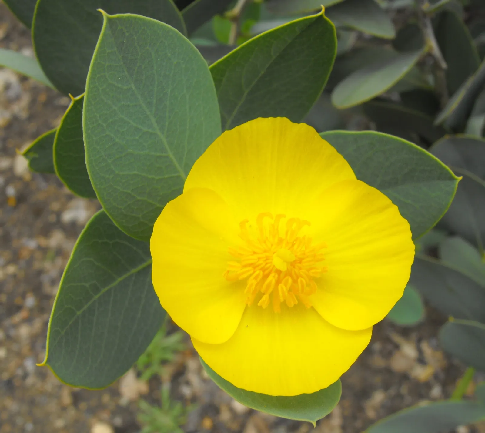 Island Bush Poppy (Dendromecon Harfordii) — As a perennial with moderate growth rate