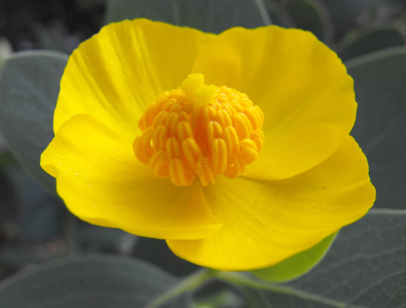 Island Bush Poppy (Dendromecon Harfordii) — making it an excellent choice for water-wise gardens or xeriscaping
