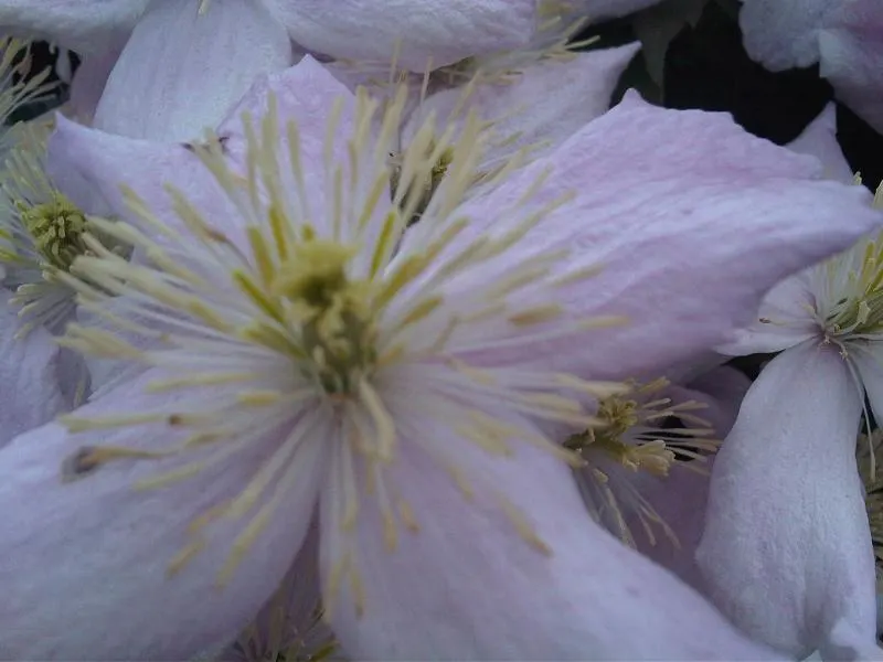 Pink Anemone Clematis, Rubens (Clematis Montana Rubens) — scientifically named Clematis montana 'Rubens'
