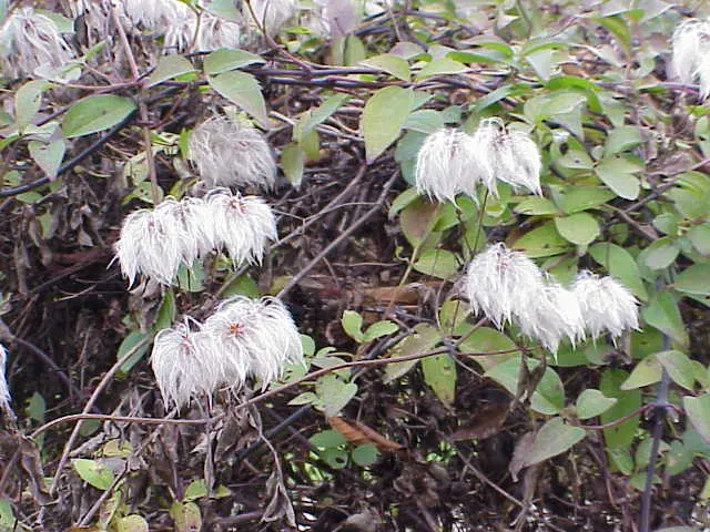 Pink Anemone Clematis, Rubens (Clematis Montana Rubens) — This clematis variety is hardy in USDA zones 6 to 9 and requires moderate watering