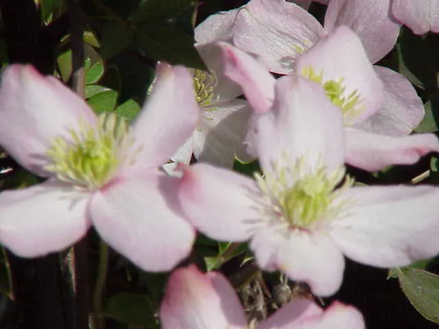 Pink Anemone Clematis, Rubens (Clematis Montana Rubens) — The Pink Anemone Clematis 'Rubens' (Clematis montana var