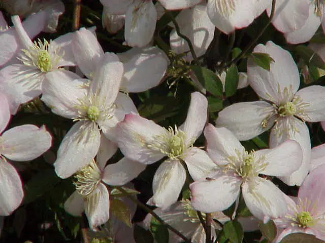 Pink Anemone Clematis, Rubens (Clematis Montana Rubens) — easily reaching heights of 20 to 30 feet with a spread of 3 to 4 feet