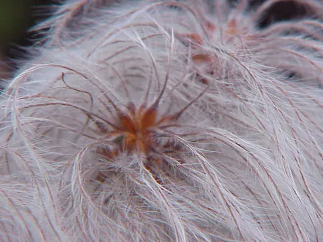 Pink Anemone Clematis, Rubens (Clematis Montana Rubens) — each measuring between 1 to 2 inches in diameter