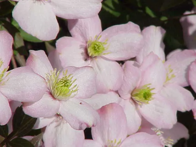 Pink Anemone Clematis, Rubens (Clematis Montana Rubens) — providing a stunning backdrop for its floral display