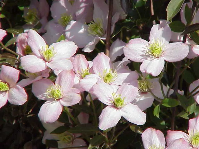 Pink Anemone Clematis, Rubens (Clematis Montana Rubens) — which bloom profusely from late spring to early summer