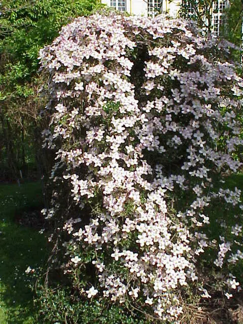 Pink Anemone Clematis, Rubens (Clematis Montana Rubens) — or arbors.<br><br>For optimal growth