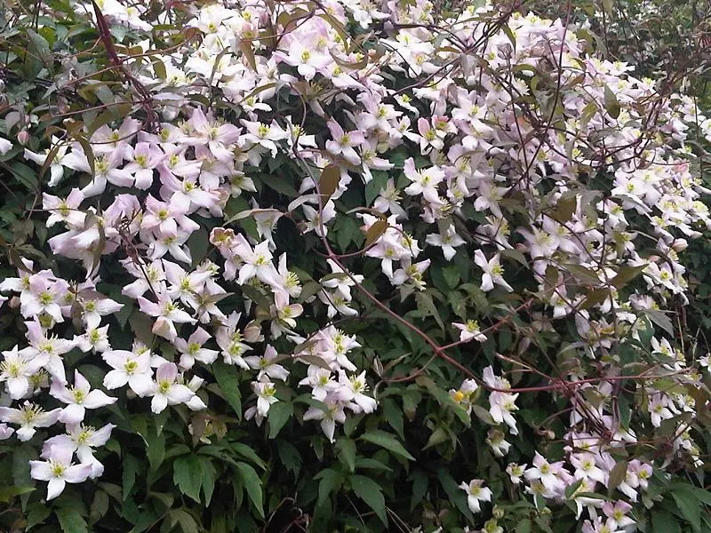 Pink Anemone Clematis, Rubens (Clematis Montana Rubens) — which matures into a deep green