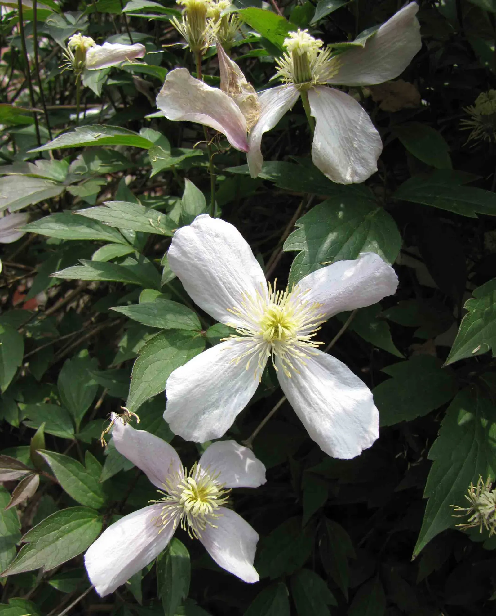 Pink Anemone Clematis, Rubens (Clematis Montana Rubens) — with more frequent irrigation during dry spells