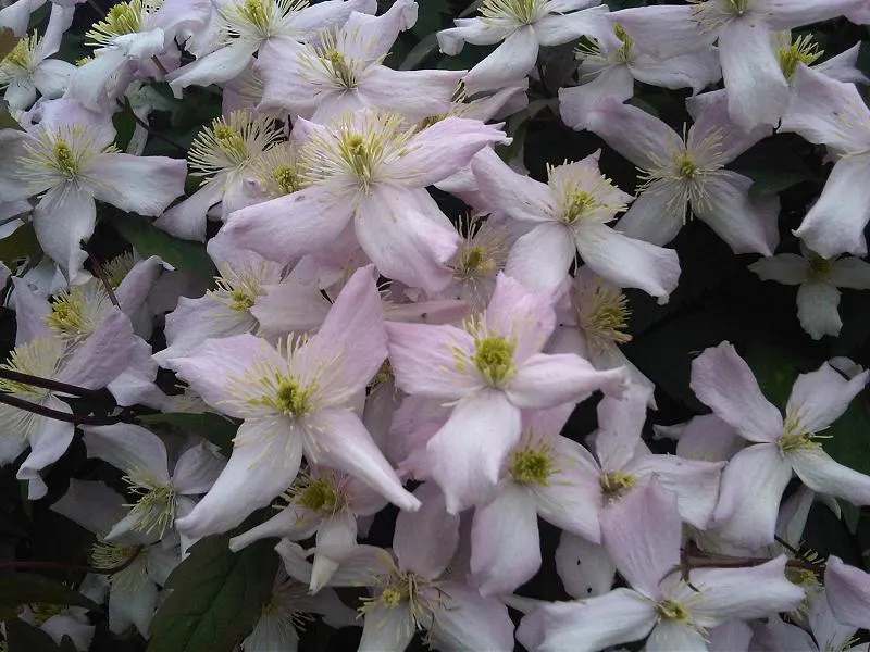 Pink Anemone Clematis, Rubens (Clematis Montana Rubens) — rubens) is a vigorous climber with delicate, satin-pink flowers