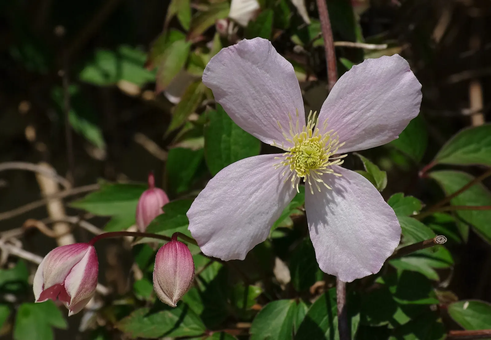 Pink Anemone Clematis, Rubens (Clematis Montana Rubens) — This climber is known for its rapid growth