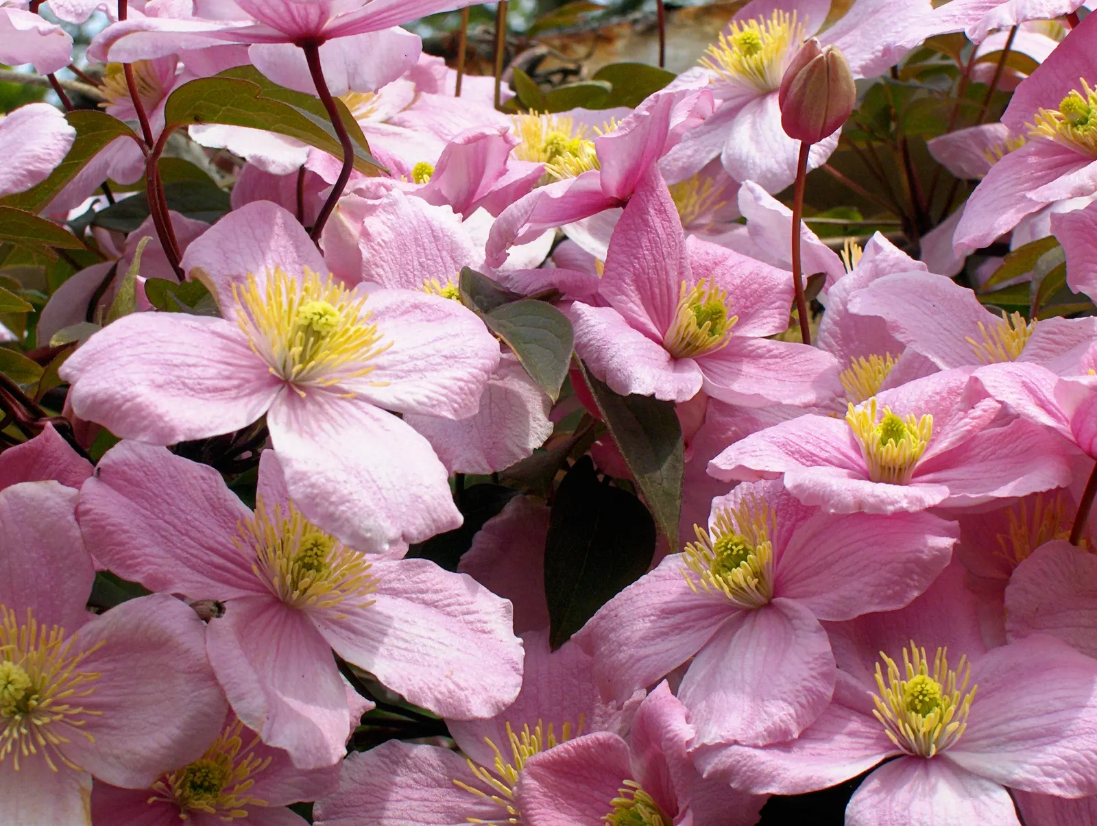 Pink Anemone Clematis, Rubens (Clematis Montana Rubens) — vine with pink blooms