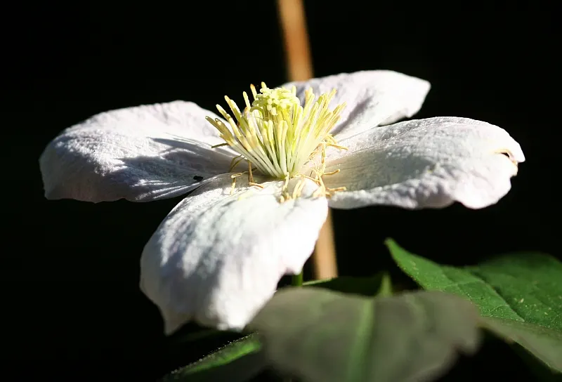 Pink Anemone Clematis, Rubens (Clematis Montana Rubens) — Blooms profusely from late spring to early summer, emitting a light fragrance