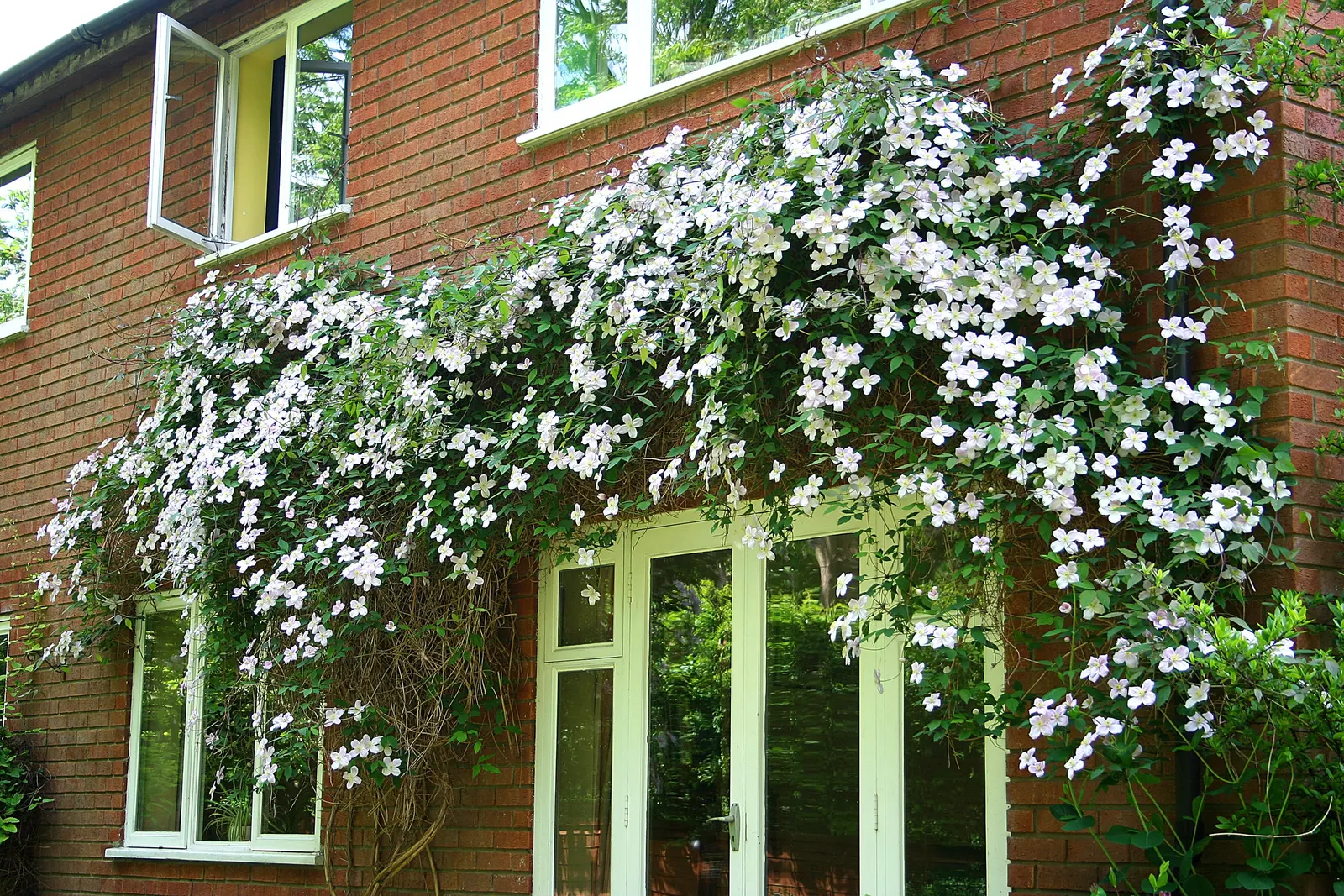 Pink Anemone Clematis, Rubens (Clematis Montana Rubens) — Ideal for trellises or arbors