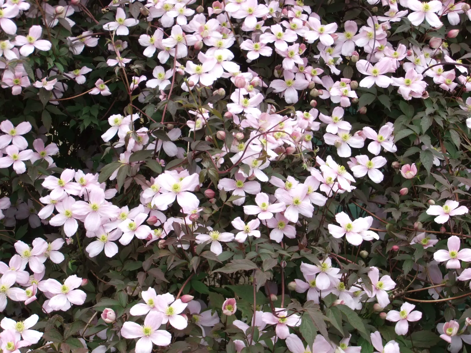Pink Anemone Clematis, Rubens (Clematis Montana Rubens) — vine for full or half