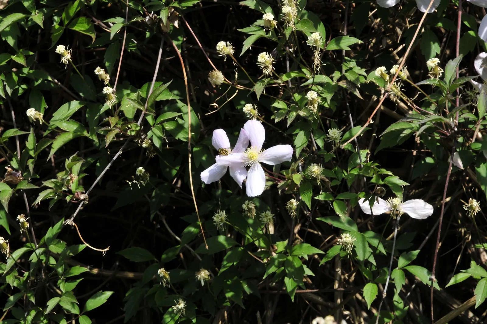 Pink Anemone Clematis, Rubens (Clematis Montana Rubens) — Minimal pruning is necessary, primarily to maintain shape and encourage healthy growth