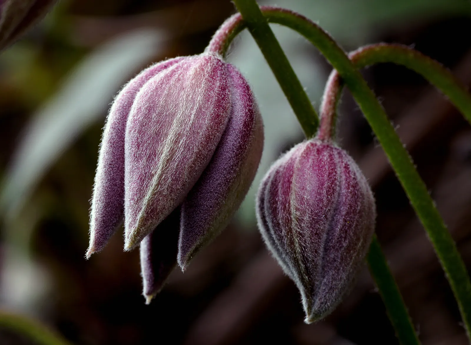 Pink Anemone Clematis, Rubens (Clematis Montana Rubens) — Prune lightly after flowering to maintain shape