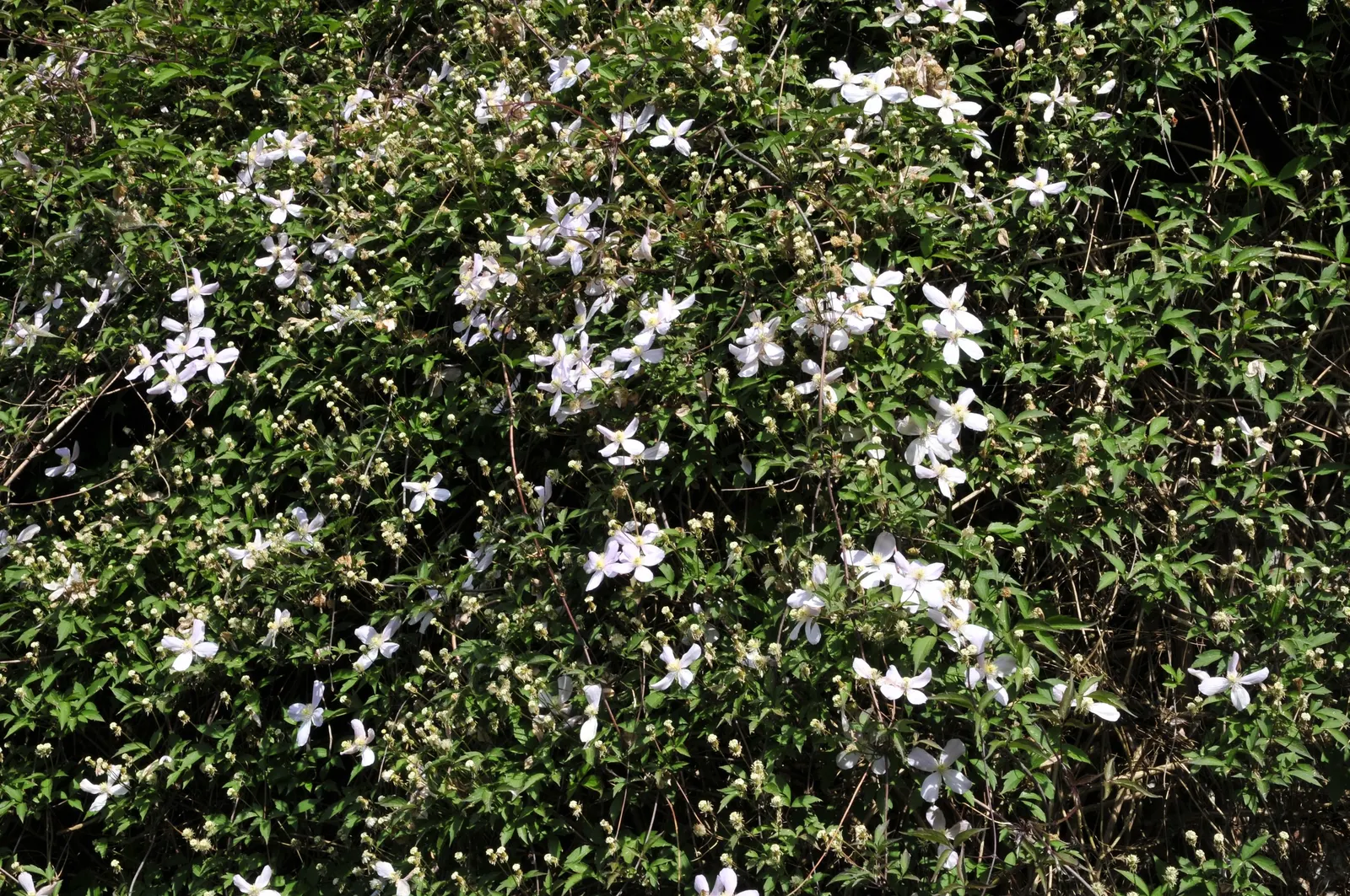 Pink Anemone Clematis, Rubens (Clematis Montana Rubens) — enchanting onlookers with its floriferous and aromatic grace