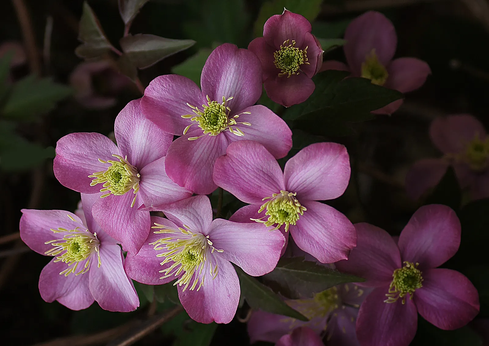 Pink Anemone Clematis, Rubens (Clematis Montana Rubens) — while its foliage basks in full sun to partial shade