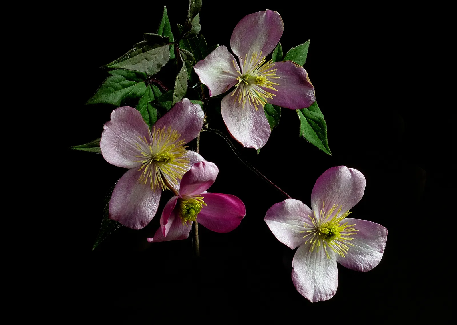 Pink Anemone Clematis, Rubens (Clematis Montana Rubens) — Foliage is bronze-tinted when young