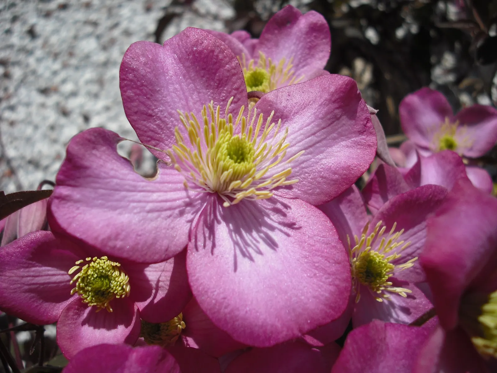 Pink Anemone Clematis, Rubens (Clematis Montana Rubens) — making it an excellent choice for covering walls