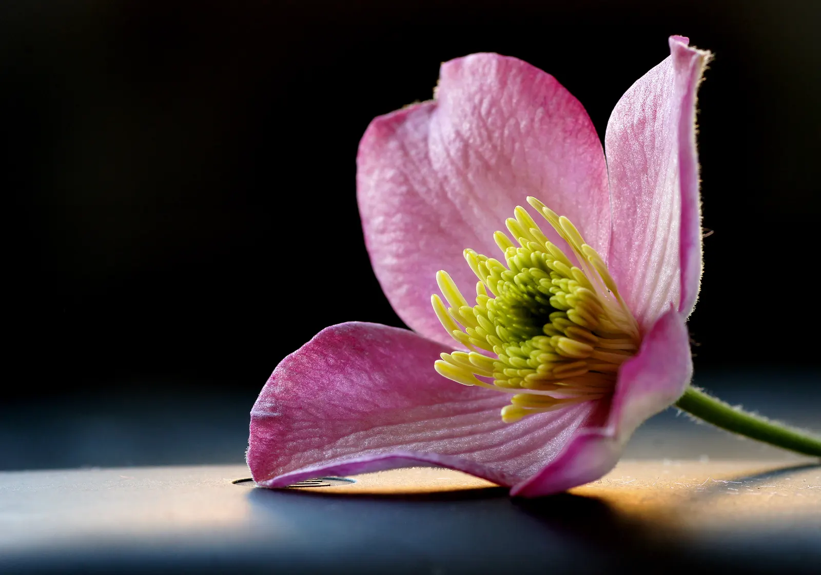 Pink Anemone Clematis, Rubens (Clematis Montana Rubens) — Matures at 20-30 feet height and 10-15 feet spread