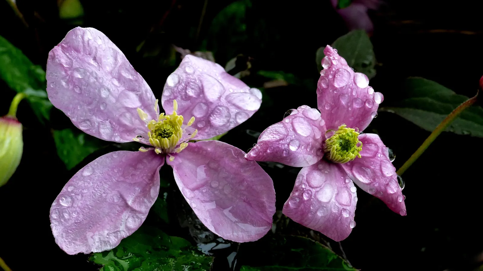 Pink Anemone Clematis, Rubens (Clematis Montana Rubens) — Plant in well-drained soil; full sun to part shade