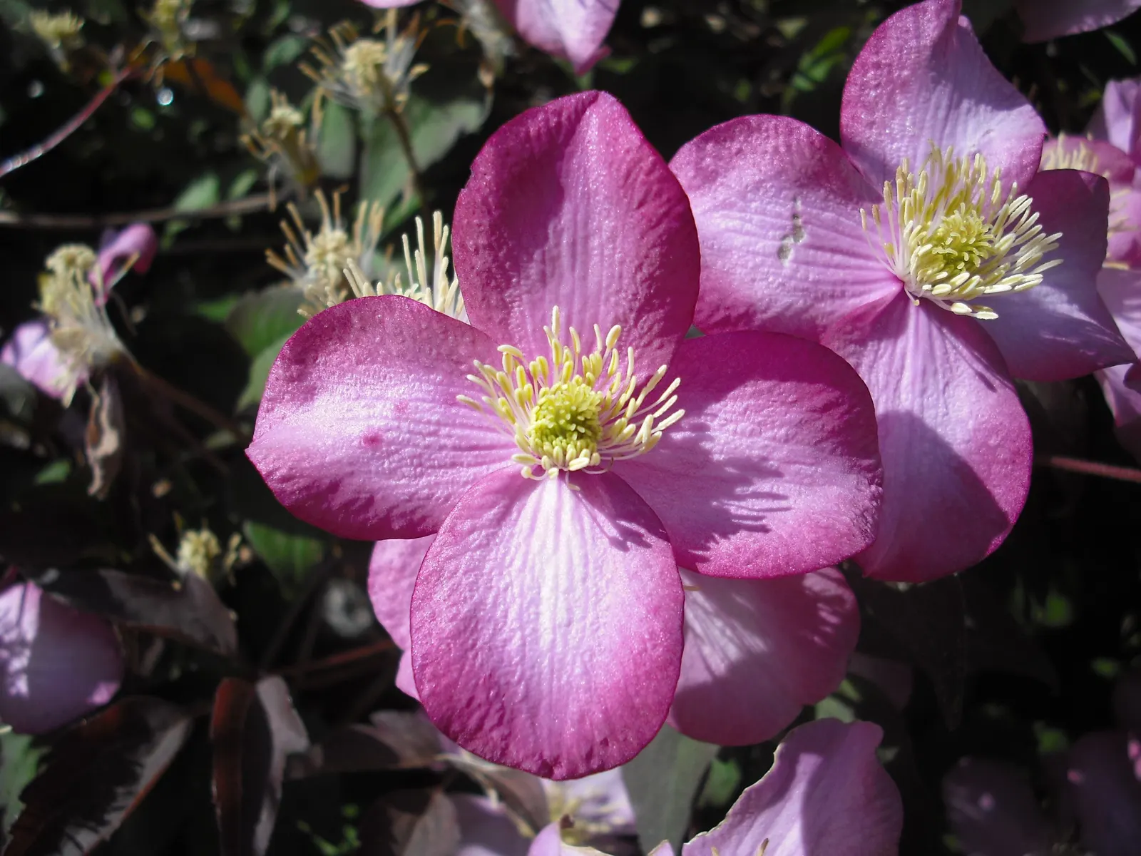 Pink Anemone Clematis, Rubens (Clematis Montana Rubens) — plant the Clematis montana 'Rubens' in well-draining soil with roots sheltered from direct sunlight
