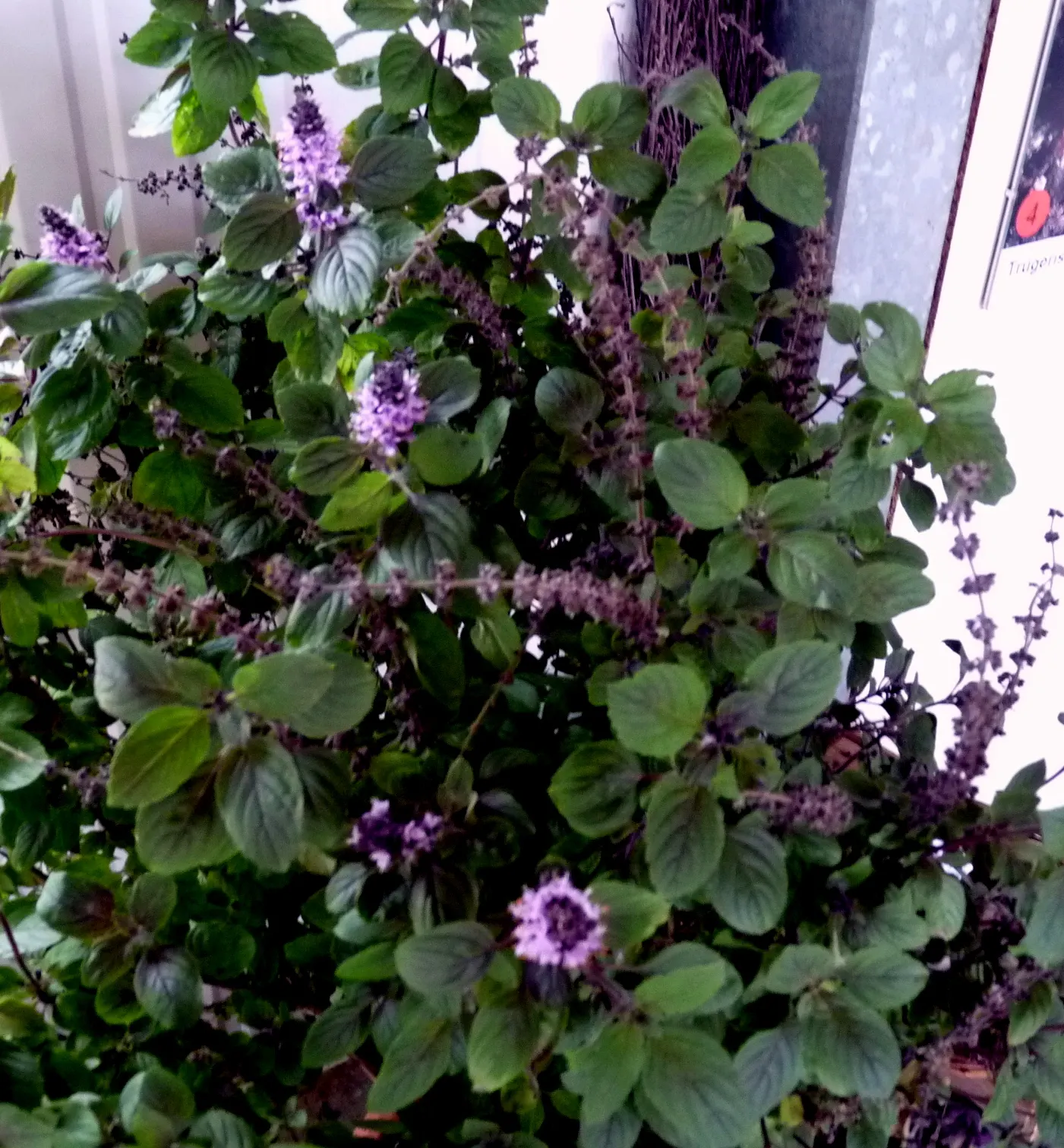 African Blue Basil (Ocimum Basilicum 'African Blue') — is a perennial hybrid basil with a robust growth habit